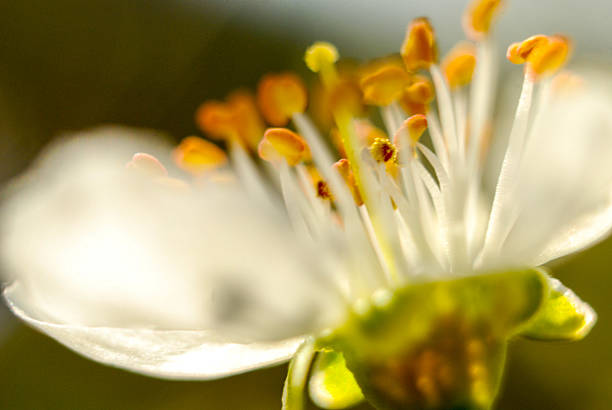 Picture of a Beautifull subtle colors of a stamens, macro,