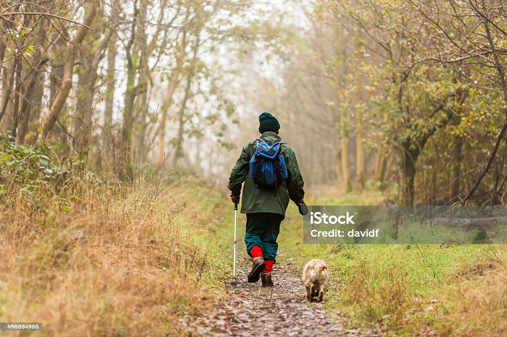 Senior Man Walking his Dog in the Woods Senior man walking his dog in the misty English woods Weather Stock Photo