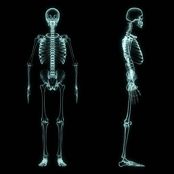 istock X-ray full body of skeleton 498885219