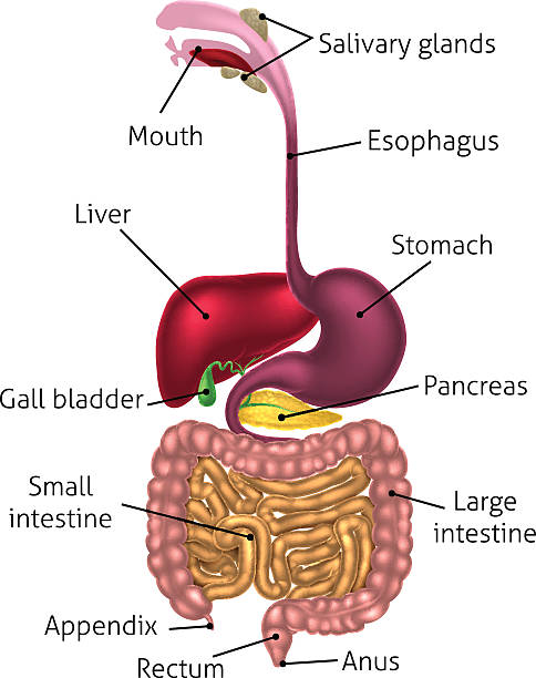 illustrazioni stock, clip art, cartoni animati e icone di tendenza di sistema digestivo umano vie - alimentary