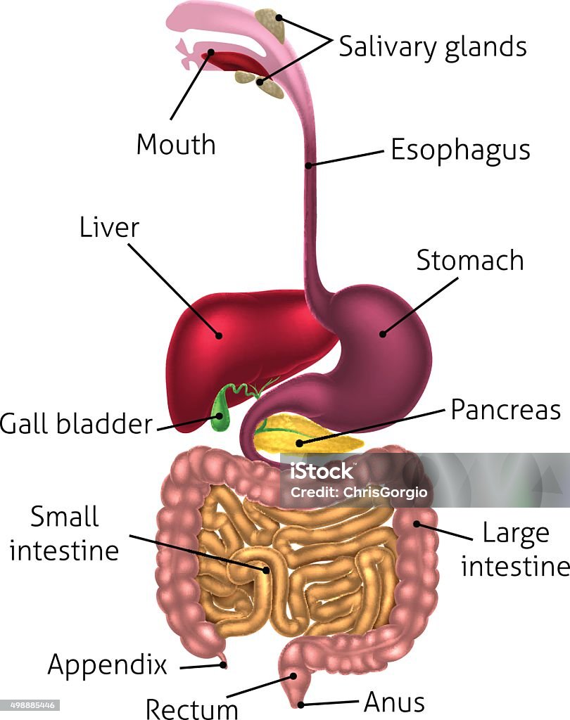 Human Digestive Tract System Stock Illustration - Download Image Now - Digestive  System, Diagram, Abdomen - iStock
