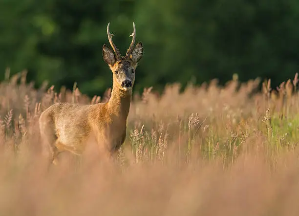 A adult Roe Deer Buck is standing in tall grass. The golden hour evening sun is striking its shiny fur. The buck is confident and looks at the camera is if it has nothing to fear. 