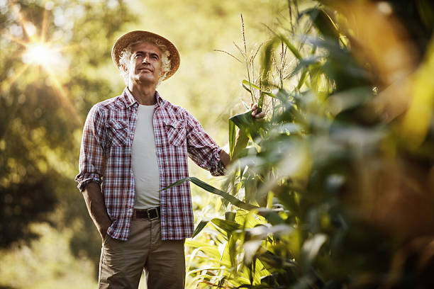 Farmer in the field Happy farmer in the field checking corn plants during a sunny summer day, agriculture and food production concept agronomist photos stock pictures, royalty-free photos & images