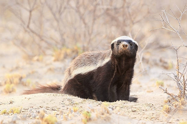Honey badger sniffing the air A honey badger stands with a raised face sniffing the air of the Kalahari desert. kgalagadi transfrontier park stock pictures, royalty-free photos & images