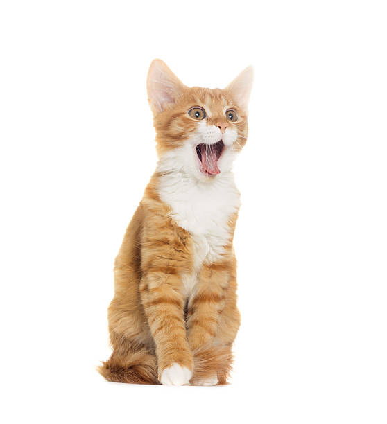 chat yelling sur fond blanc - miaulement photos et images de collection