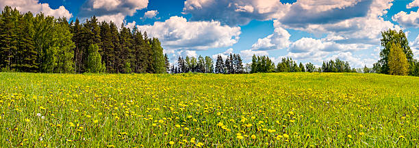istock Field of blossoming dandelions 498888718