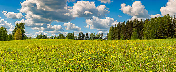 istock Field of blossoming dandelions 498890294