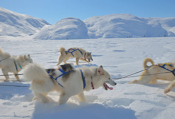 istock Dog sledging trip in cold snowy winter 498891062