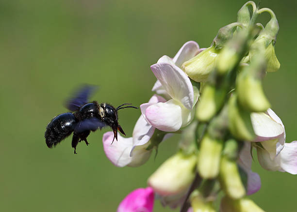 Xylocopa violacea, flying violet carpenter bee. 