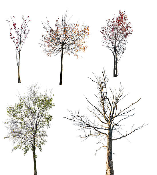 istock set of five late autumn trees isolated on white 498892442