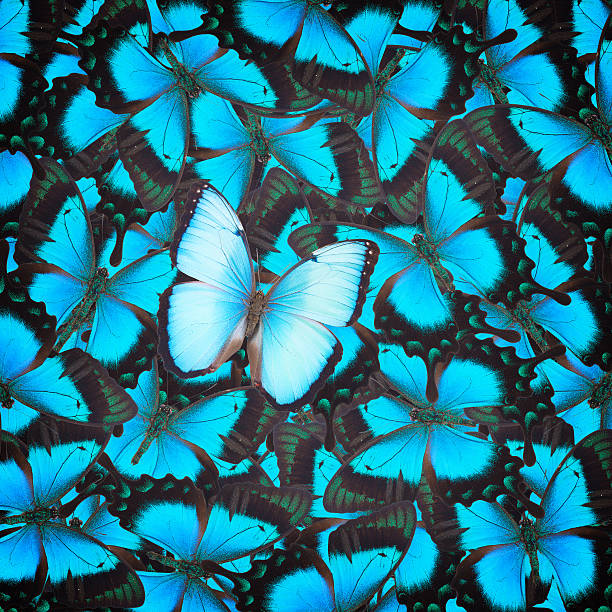 istock Sea Green Swallowtail butterfly 498892568