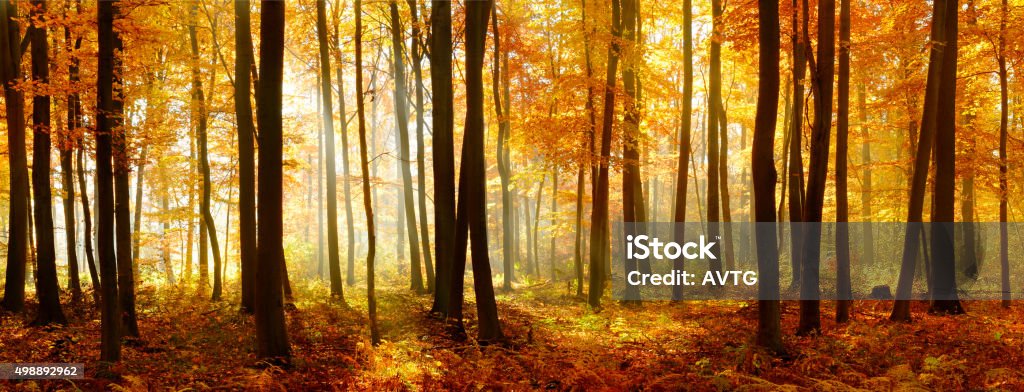 Colorful Panorama of Autumn Beech Tree Forest Illuminated by Sunlight - Royalty-free Herfst Stockfoto