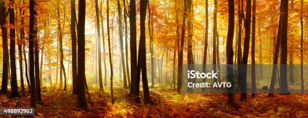 Colorful Panorama Of Autumn Beech Tree Forest Illuminated By Sunlight Stockfoto en meer beelden van Herfst