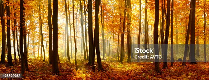 istock Colorful Panorama of Autumn Beech Tree Forest Illuminated by Sunlight 498892962