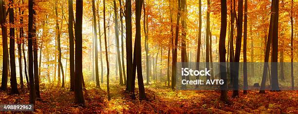 Colorful Panorama Of Autumn Beech Tree Forest Illuminated By Sunlight Stock Photo - Download Image Now
