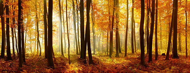 Photo of Colorful Panorama of Autumn Beech Tree Forest Illuminated by Sunlight