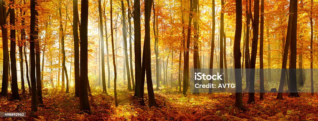 Panorama colorido de outono floresta de faias iluminado pela luz do sol - Foto de stock de Outono royalty-free
