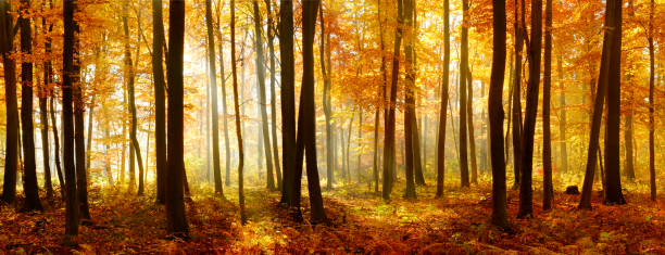 Colorido da árvore de faia Panorama de floresta Outono iluminado pela luz solar - fotografia de stock