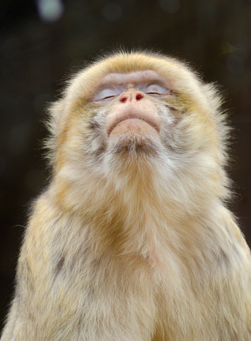 Close up of a young, beautiful yellowish brown to gray barbary macaque having its eyes closed like praying.The barbary ape also known as magot is one of the best known Old World monkey species.