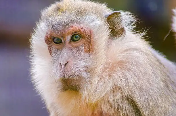 A close portrait view of a yellowish golden brown to gray crab eating macaque staring away. Also known as long tailed macaque and cynomolgus monkey.