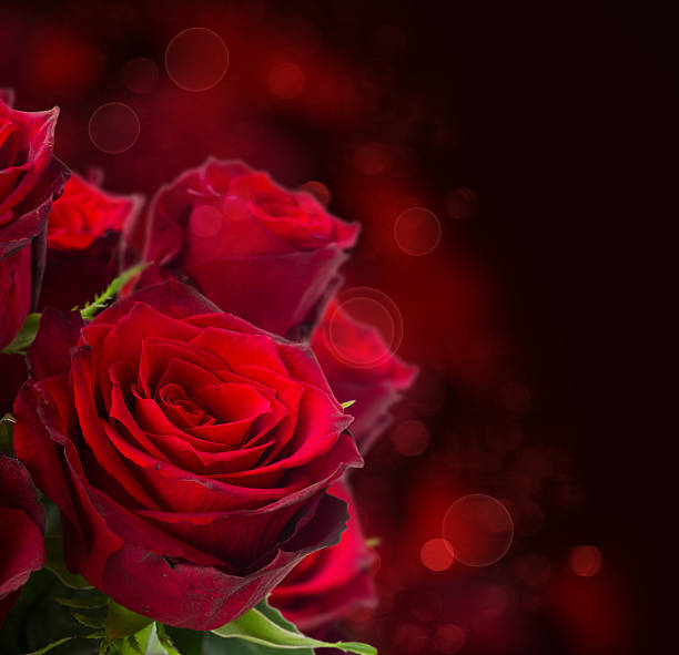 istock scarlet roses  on dark background 498893394