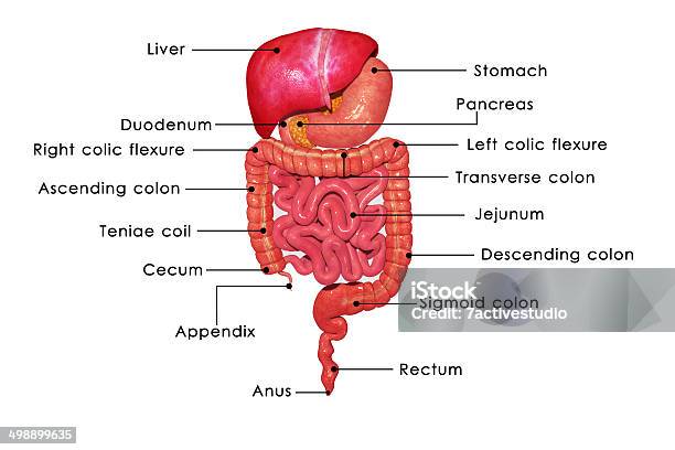Digestive System Stock Photo - Download Image Now - 3D Scanning, Abdomen, Anatomy