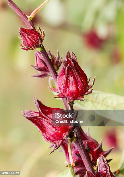 The Roselle Stock Photo - Download Image Now - Agriculture, Botany, Crimson Rosella