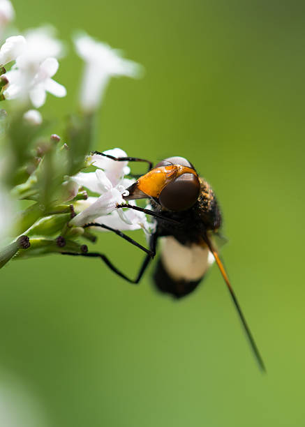 Hoverfly feeding on common valerian stock photo