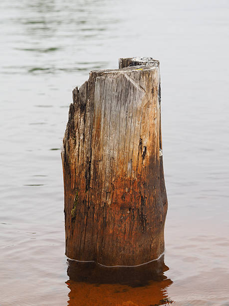 istock old piles in the lake 498900503