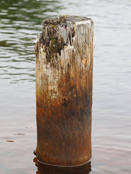 istock old piles in the lake 498900507