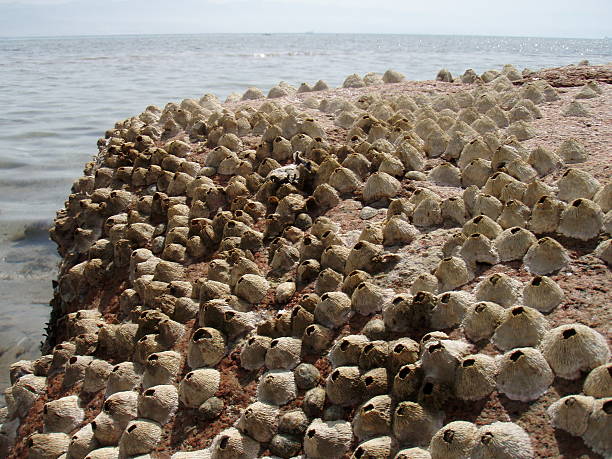 Sea shellfish on Red Sea stock photo