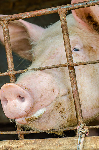 istock Pigs on small farms 498901245