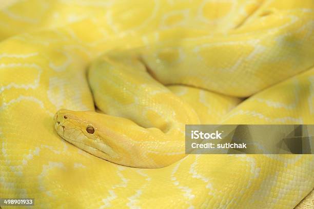 Tiger Albino Python Snake Gelb Viper Stockfoto und mehr Bilder von Albino - Albino, Amazonas-Region, Amazonien