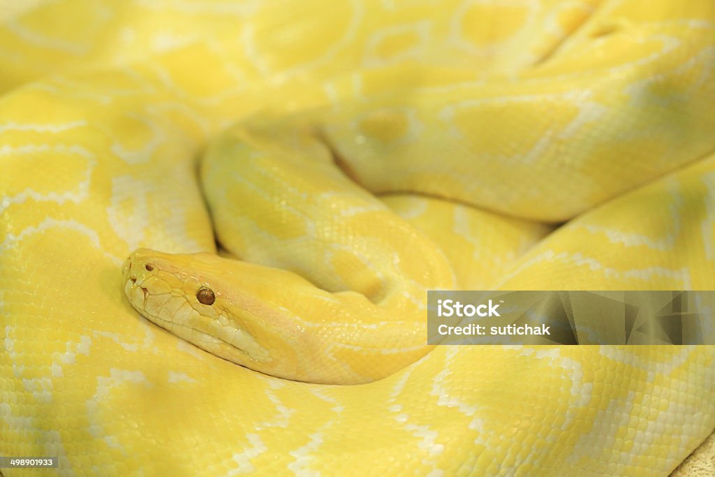 Tiger albino python snake, amarelo viper - Foto de stock de Albino royalty-free