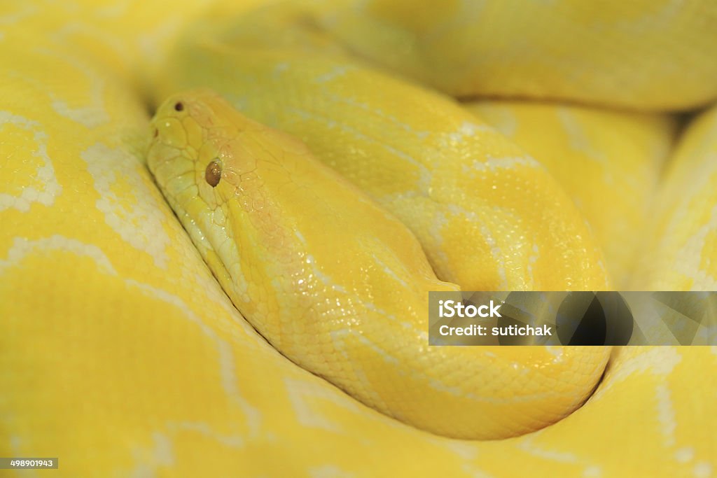 Tigre albino Cobra python, amarelo Víbora - Royalty-free Albino Foto de stock