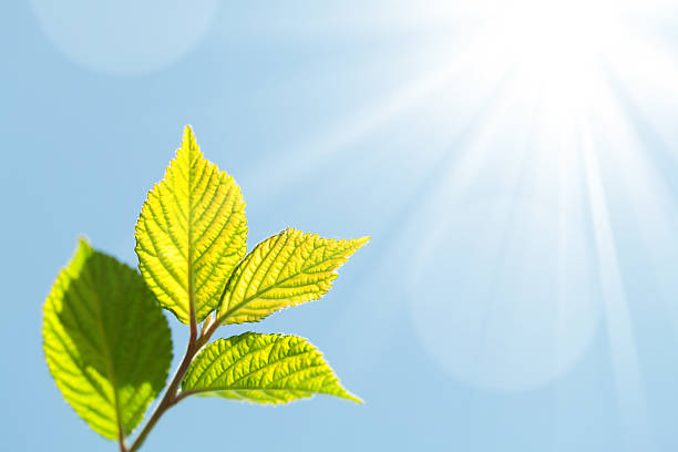 istock Summer bokeh background with green leaves 498902077