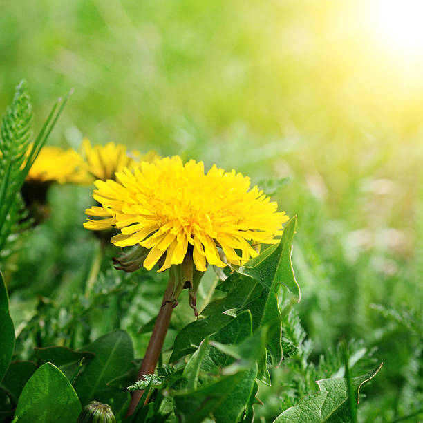 istock dandelions on a green meadow 498903367