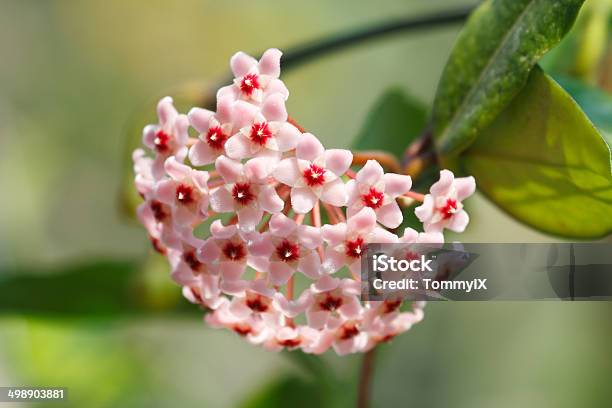 Fleshy Hoya Stock Photo - Download Image Now - Indian Pipe, Plant, Close-up