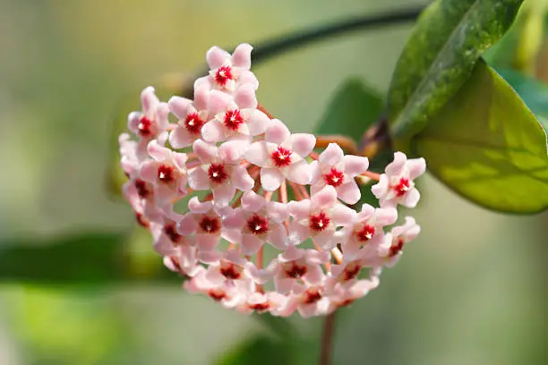 Hoya carnosa  (Hoya, Wax Plant) Lovely cute flower