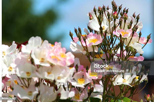 이미지 부케 Against 푸른 하늘 클라이밍 로즈 오르기 0명에 대한 스톡 사진 및 기타 이미지 - 0명, 관목, 근거리 초점