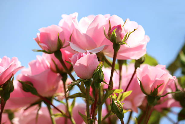 istock Image of pink roses against blue sky, climbing rose, climber 498905513