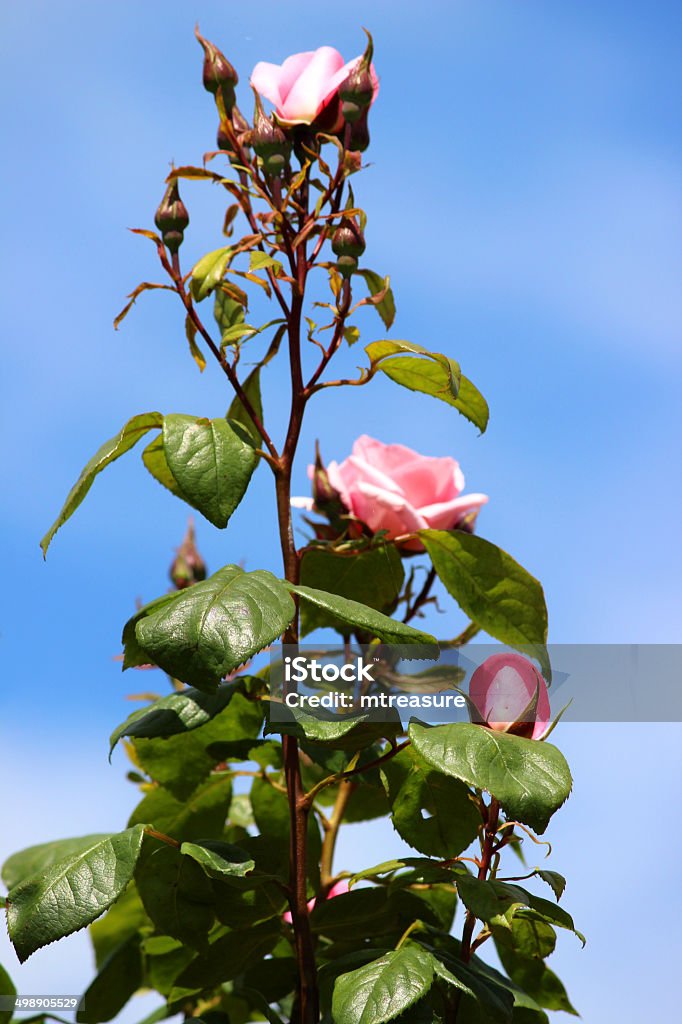 Immagine di rose color rosa contro il cielo blu, rosa rampicante, aspirazione - Foto stock royalty-free di Aiuola