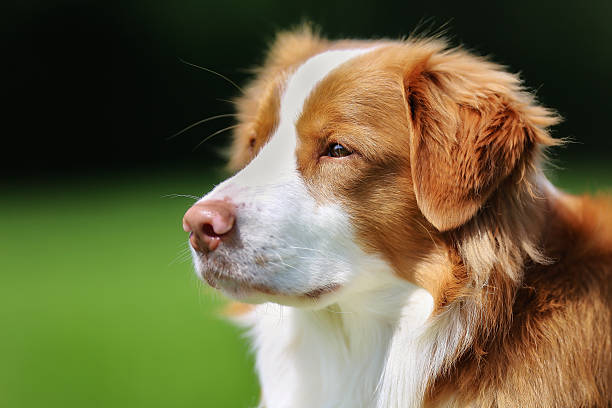 istock Nova Scotia Duck Tolling Retriever dog 498906015