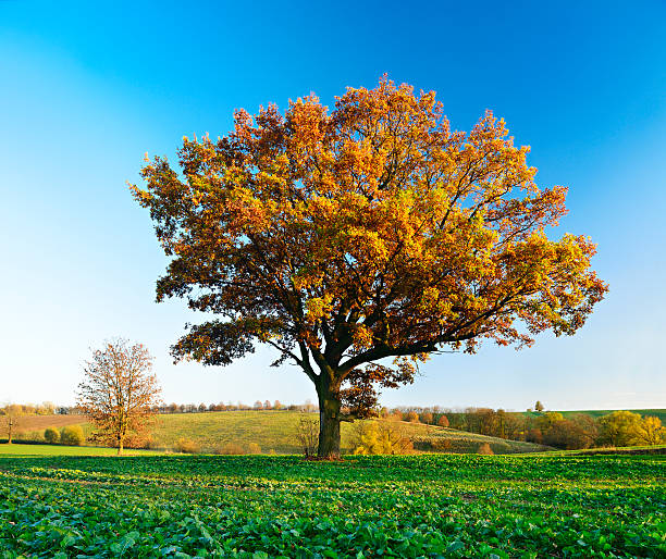 Old Solitary Oak Tree in Autumn Landscape standing in field with winter seeds of canola against Blue Sky