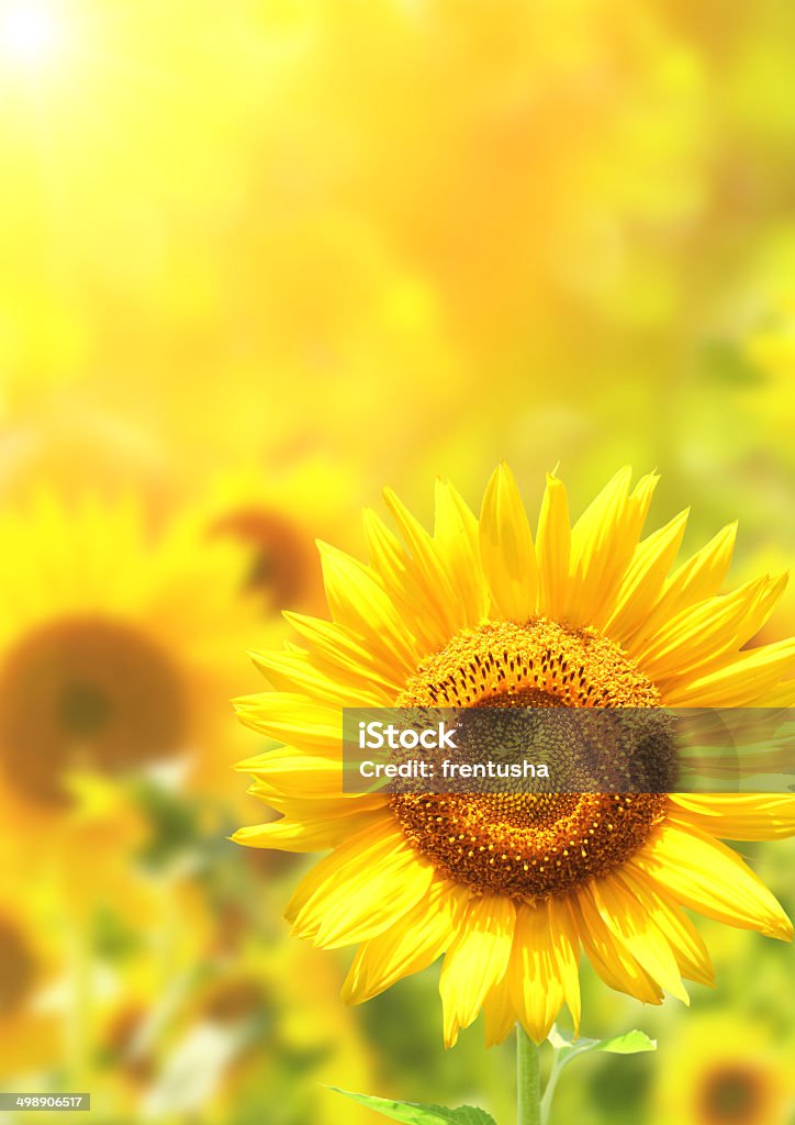 Bright yellow sunflowers Bright yellow sunflowers and sun Agriculture Stock Photo