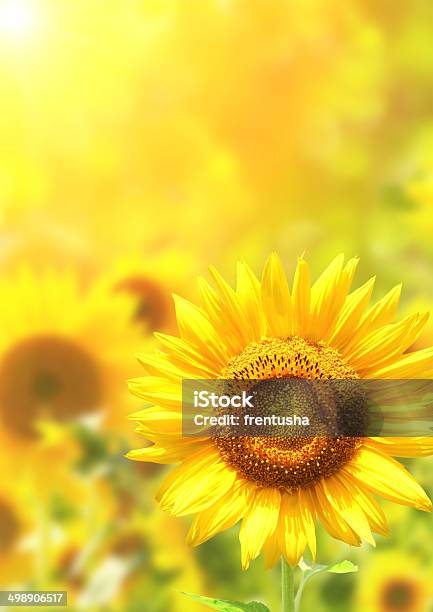 Bright Yellow Sunflowers Stock Photo - Download Image Now - Agriculture, Blossom, Botany
