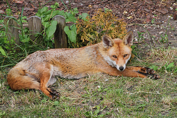 istock Urban fox lying in London garden 498906785