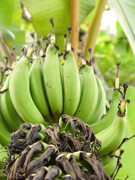 istock Unripe fingernail banana 498908030
