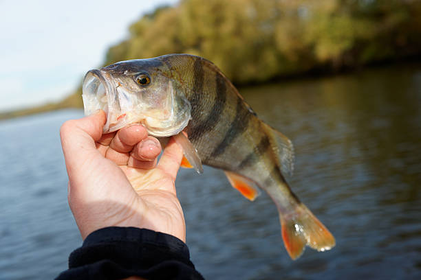 istock Perch in fisherman's hand 498909212