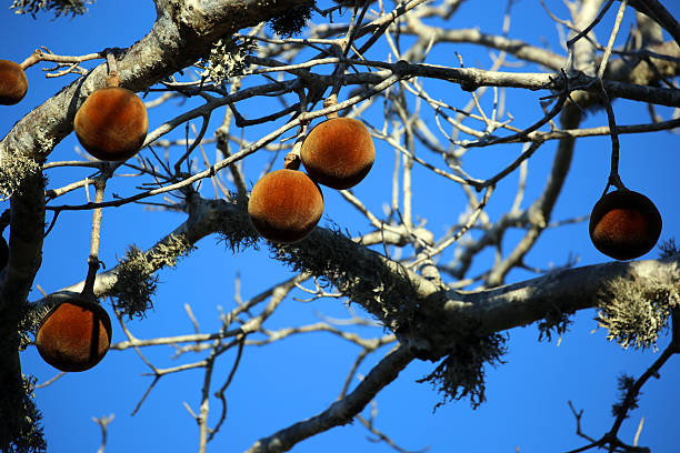 madagaskar: pień drzewa owoców w pobliżu ifaty - baobab fruit zdjęcia i obrazy z banku zdjęć